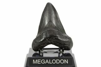 Fossil Megalodon Tooth - South Carolina #374700