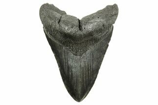 Fossil Megalodon Tooth - South Carolina #374714