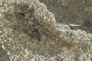 Oligocene Fossil Percoid Fish (Oligoserranoides) - Poland #374391