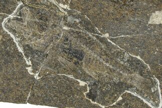Oligocene Fossil Percoid Fish (Oligoserranoides) - Poland #374399