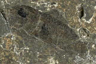 Oligocene Fossil Percoid Fish (Oligoserranoides) - Poland #374401