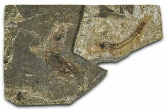 Two Oligocene Fossil Clupeoid Fish (Beksinskiella) Fossils - Poland #374448