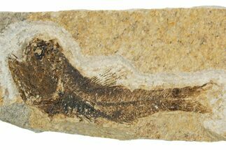 Oligocene Fossil Lanternfish (Eomyctophum) - Poland #374304