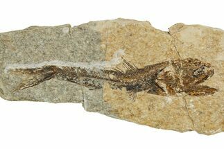 Oligocene Fossil Lanternfish (Eomyctophum) - Poland #374305