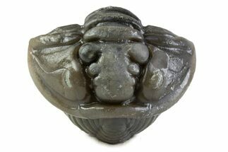 Wide Enrolled Flexicalymene Trilobite - Mt Orab, Ohio #375062