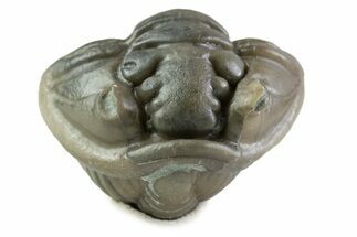 Wide Enrolled Flexicalymene Trilobite - Mt Orab, Ohio #375064