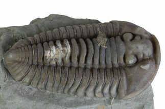 Prone Flexicalymene Trilobite - Mt Orab, Ohio #375192