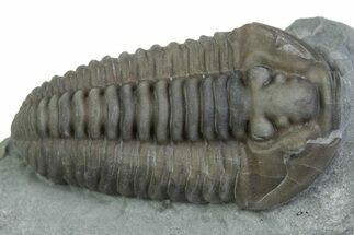 Prone Flexicalymene Trilobite - Mt Orab, Ohio #375194