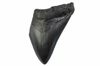 Partial, Fossil Megalodon Tooth - Serrated Blade #374955