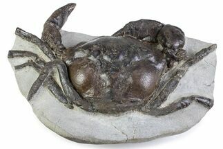 Gorgeous Fossil Crab (Pulalius) - Washington State #375372