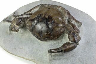 Very Nice Eocene Fossil Crab (Pulalius) - Washington State #375373