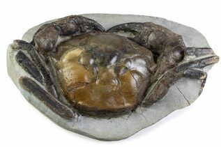 Premium Specimens For Sale