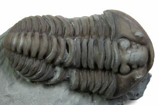 Prone Flexicalymene Trilobite - Mt Orab, Ohio #375236