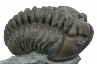 Long Curled Flexicalymene Trilobite - Mt Orab, Ohio #375285