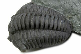 Long Curled Flexicalymene Trilobite - Mt Orab, Ohio #375289