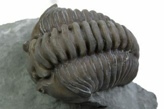Long Curled Flexicalymene Trilobite - Mt Orab, Ohio #375292