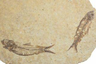 Fossil Fish (Knightia) Mortality Plate - Wyoming #375396