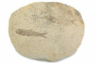 Fossil Fish (Knightia) Mortality Plate - Wyoming #375402