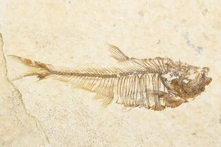 Fossil Fish (Diplomystus) Mortality Plate - Wyoming #375413