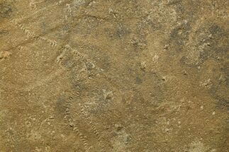 Cruziana (Fossil Trilobite Trackway) - Morocco #375503