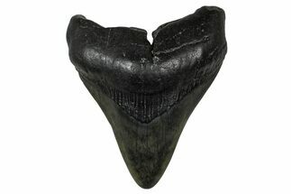 Fossil Megalodon Tooth - South Carolina #374750