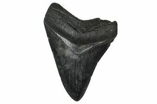 Fossil Megalodon Tooth - South Carolina #374760