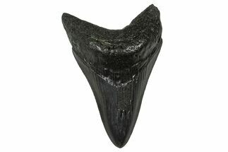 Serrated, Fossil Megalodon Tooth - South Carolina #374775