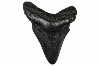 Fossil Megalodon Tooth - South Carolina #374788