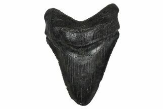 Serrated, Fossil Megalodon Tooth - South Carolina #374804