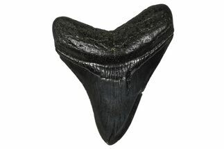Serrated, Fossil Megalodon Tooth - South Carolina #374808