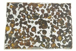 Sericho Pallasite Meteorite ( g) Slice - Kenya #375622