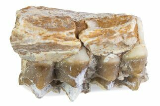 Fossil Oreodont (Merycoidodon) Jaw Section - South Dakota #375500