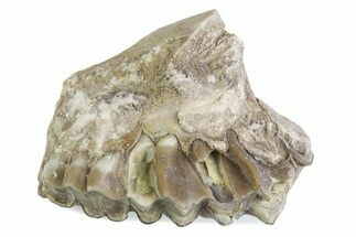 Fossil Oreodont (Merycoidodon) Jaw Section - South Dakota #375506