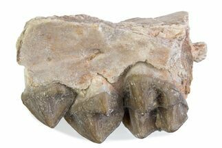 Fossil Oreodont (Merycoidodon) Jaw Section - South Dakota #375507