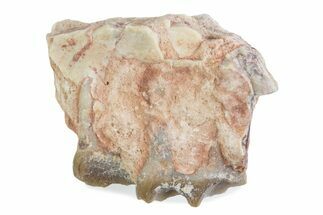 Fossil Oreodont (Merycoidodon) Jaw Section - South Dakota #375511