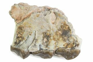 Fossil Oreodont (Merycoidodon) Jaw Section - South Dakota #375516