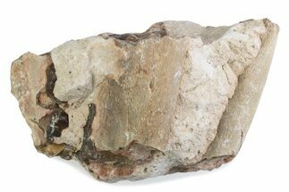 Fossil Oreodont (Merycoidodon) Jaw Section In Rock - South Dakota #375534