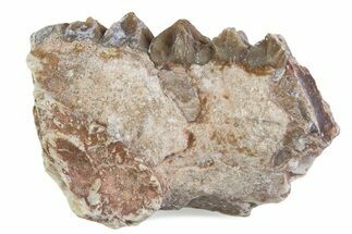 Fossil Oreodont (Merycoidodon) Jaw Section - South Dakota #375548