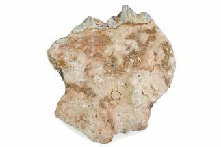 Fossil Oreodont (Merycoidodon) Jaw Section - South Dakota #375555