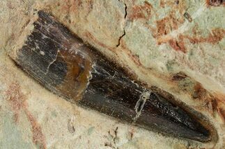 Baby Spinosaurus Tooth In Situ - Dekkar Formation, Morocco #375613