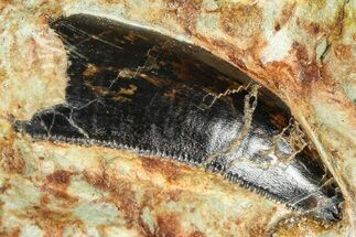 Serrated Abelisaurid Tooth In Situ - Dekkar Formation, Morocco #375649