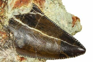 Carcharodontosaurus Tooth In Rock - Dekkar Formation, Morocco #375670