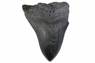 Partial Fossil Megalodon Tooth - South Carolina #374875