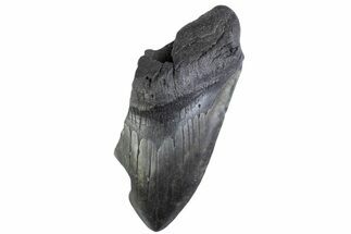 Partial Fossil Megalodon Tooth - South Carolina #374916