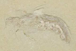 Cretaceous Fossil Shrimp - Lebanon #375784