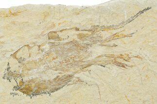 Cretaceous Fossil Shrimp - Lebanon #375787