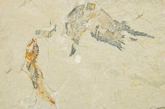 Fossil Fish and Shrimp Association - Hjoula, Lebanon #375791