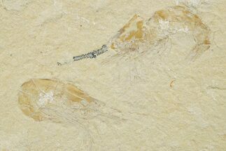 Fossil Fish and Shrimp Association - Hjoula, Lebanon #375793