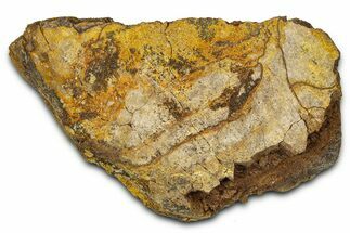 Dinosaur (Triceratops) Frill Shield Section - Montana #373874