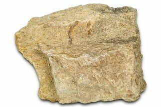 Dinosaur (Triceratops) Frill Shield Section - Montana #373876